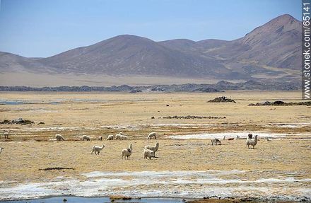 Llamas grazing on the Chilean Altiplano - Chile - Others in SOUTH AMERICA. Photo #65141