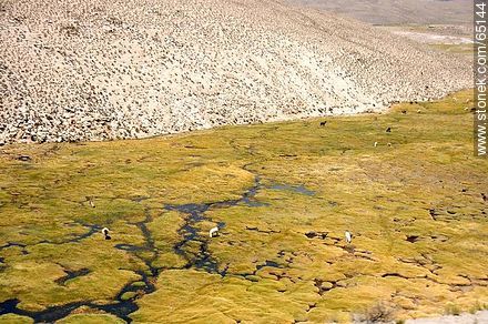 Llamas pastando en los bofedales - Chile - Otros AMÉRICA del SUR. Foto No. 65144
