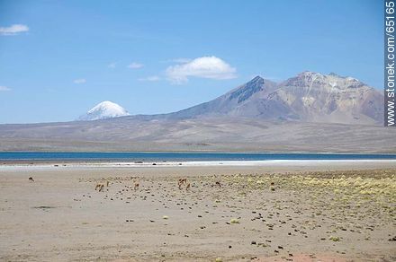 Chungará Lake. Volcano Sajama volcano and Kishi Quisini. Llamas - Chile - Others in SOUTH AMERICA. Photo #65165