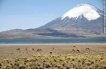 Chungará Lake. Parinacota volcano. Llamas - Chile - Others in SOUTH AMERICA. Photo #65166