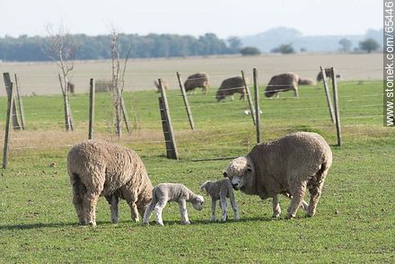 Sheep and lambs -  - URUGUAY. Photo #65446