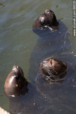 Sea lions in the harbor - Fauna - MORE IMAGES. Photo #66020