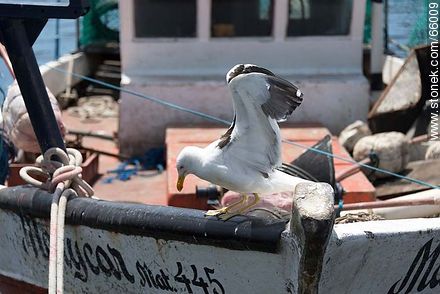 Seagull on a fishing boat - Punta del Este and its near resorts - URUGUAY. Photo #66009
