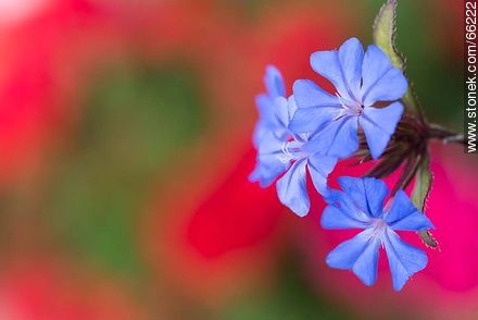 Ceratostigma plumbaginoides - Flora - MORE IMAGES. Photo #66222