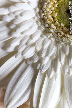 Daisy with white petals - Flora - MORE IMAGES. Photo #66651