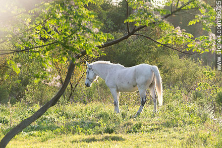 White horse - Fauna - MORE IMAGES. Photo #66725