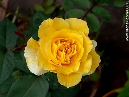 Rosa amarilla - Flora - IMÁGENES VARIAS. Foto No. 66818