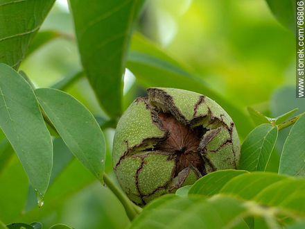 Fruto de nogal común. La cáscara, involucro, abierto, mostrando la nuez - Flora - IMÁGENES VARIAS. Foto No. 66806