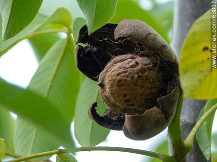 Fruto de nogal común. La cáscara, involucro, abierto, mostrando la nuez - Flora - IMÁGENES VARIAS. Foto No. 66807
