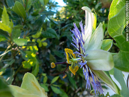 Blue passionflower - Flora - MORE IMAGES. Photo #66801