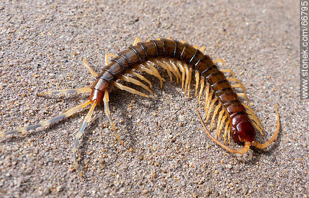 Centipedes - Fauna - MORE IMAGES. Photo #66795