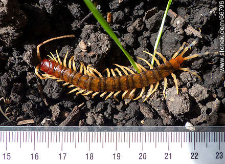 Centipedes - Fauna - MORE IMAGES. Photo #66796