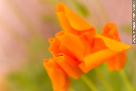 California poppy, golden poppy, California sunlight, cup of gold - Flora - MORE IMAGES. Photo #66829