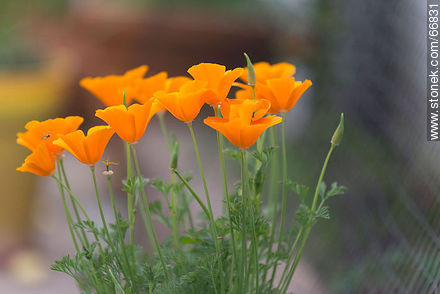 California poppy, golden poppy, California sunlight, cup of gold - Flora - MORE IMAGES. Photo #66831