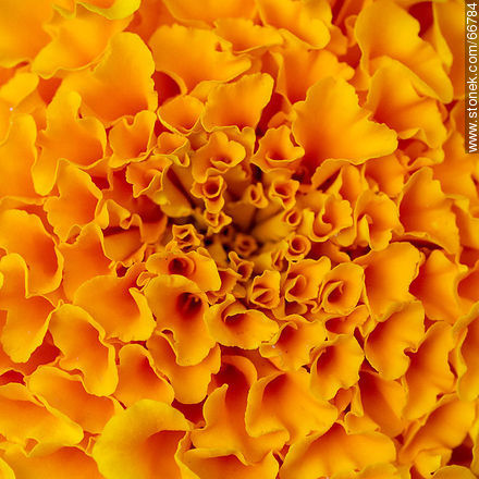 French marigold - Flora - MORE IMAGES. Photo #66784