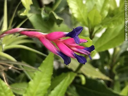 Flor del clavel del aire  - Flora - IMÁGENES VARIAS. Foto No. 66837