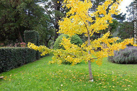 Yellow ginkgo biloba in autumn - Flora - MORE IMAGES. Photo #67417