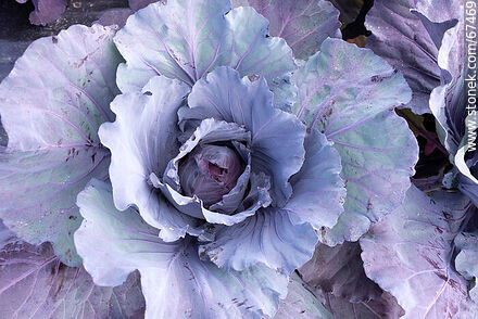 Red cabbage in the orchard - Flora - MORE IMAGES. Photo #67469