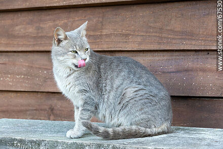 Grey cat - Lavalleja - URUGUAY. Photo #67530