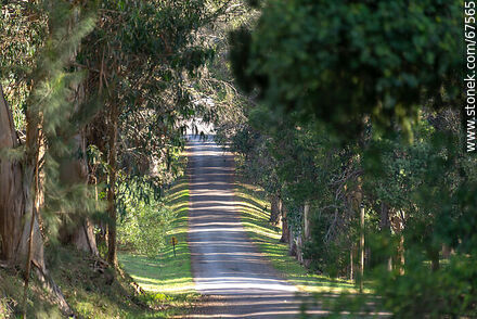 Access road to the hotel - Lavalleja - URUGUAY. Photo #67565