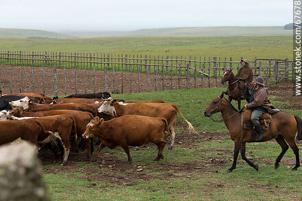 Arreando las vacas -  - URUGUAY. Foto No. 67678