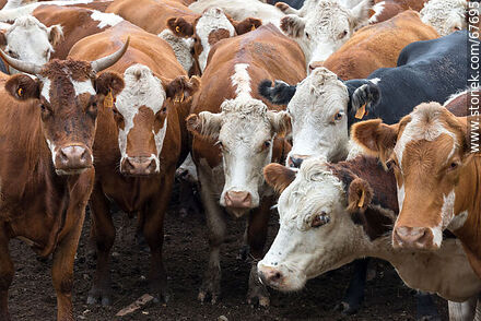 Cattle in the corral - Fauna - MORE IMAGES. Photo #67695