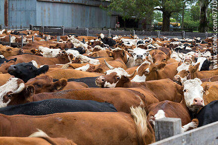 Cattle in the corral - Fauna - MORE IMAGES. Photo #67710