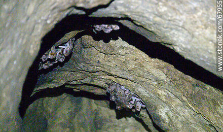Cave with vampire bats - Department of Maldonado - URUGUAY. Photo #67955