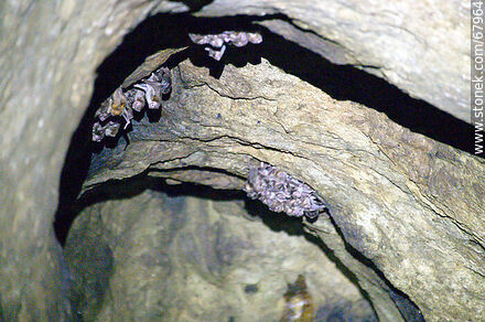 Cueva con murciélagos vampiros - Departamento de Maldonado - URUGUAY. Foto No. 67964