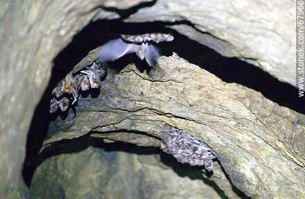 Cueva con murciélagos vampiros - Departamento de Maldonado - URUGUAY. Foto No. 67966