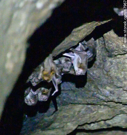 Cave with vampire bats - Department of Maldonado - URUGUAY. Photo #67967
