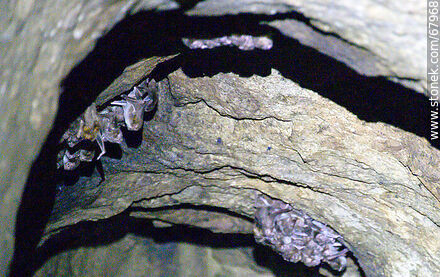 Cave with vampire bats - Department of Maldonado - URUGUAY. Photo #67968