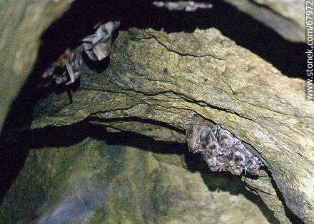 Cave with vampire bats - Department of Maldonado - URUGUAY. Photo #67972