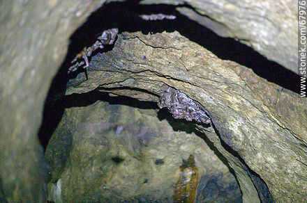 Cueva con murciélagos vampiros - Departamento de Maldonado - URUGUAY. Foto No. 67976