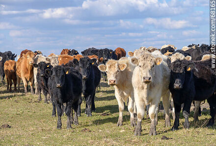Cattle in the department of Flores - Flores - URUGUAY. Photo #68165