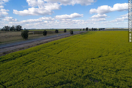 Route 14 and canola fields - Flores - URUGUAY. Photo #68266