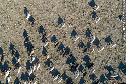 Vista aérea cenital de ganado vacuno kerry irlandes - Fauna - IMÁGENES VARIAS. Foto No. 68260