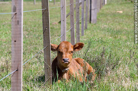 Calf resting - Durazno - URUGUAY. Photo #69024
