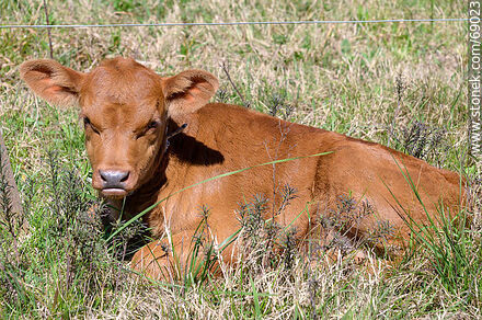 Calf resting - Durazno - URUGUAY. Photo #69023