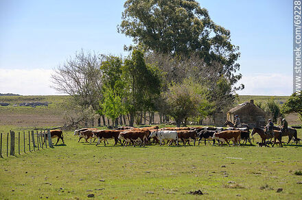 Herding cattle -  - URUGUAY. Photo #69228