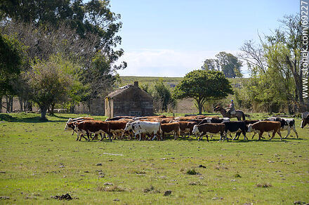 Arriando ganado vacuno - Departamento de Durazno - URUGUAY. Foto No. 69227