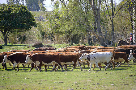Arriando ganado vacuno - Departamento de Durazno - URUGUAY. Foto No. 69225