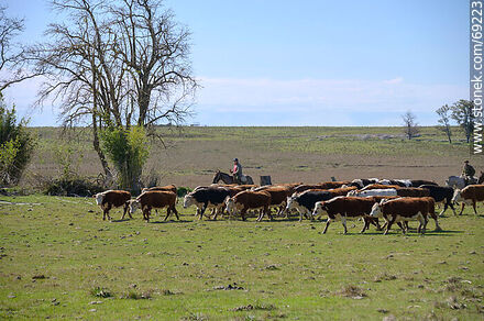 Arriando ganado vacuno - Departamento de Durazno - URUGUAY. Foto No. 69223