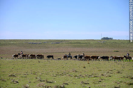 Arriando ganado vacuno - Departamento de Durazno - URUGUAY. Foto No. 69219