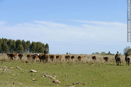 Herding cattle -  - URUGUAY. Photo #69204