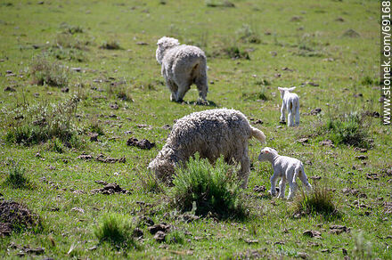 Sheep with their lambs - Fauna - MORE IMAGES. Photo #69168