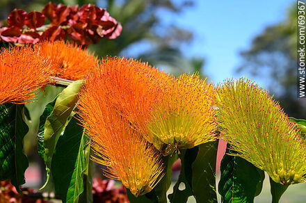 Enredadera de los cepillos. Combretum fruticosum - Flora - IMÁGENES VARIAS. Foto No. 69367