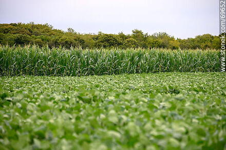 Corn plantation next to a soybean plantation - Flora - MORE IMAGES. Photo #69652
