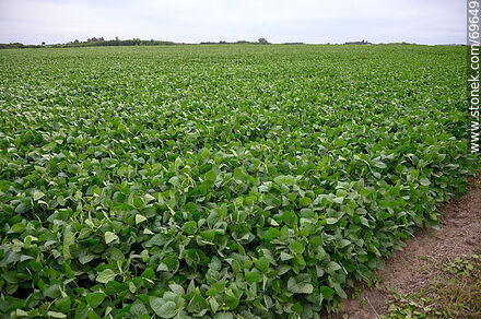 Soybean Plantation - Flora - MORE IMAGES. Photo #69649