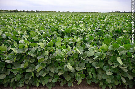 Soybean Plantation - Flora - MORE IMAGES. Photo #69648